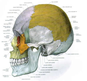 cranio